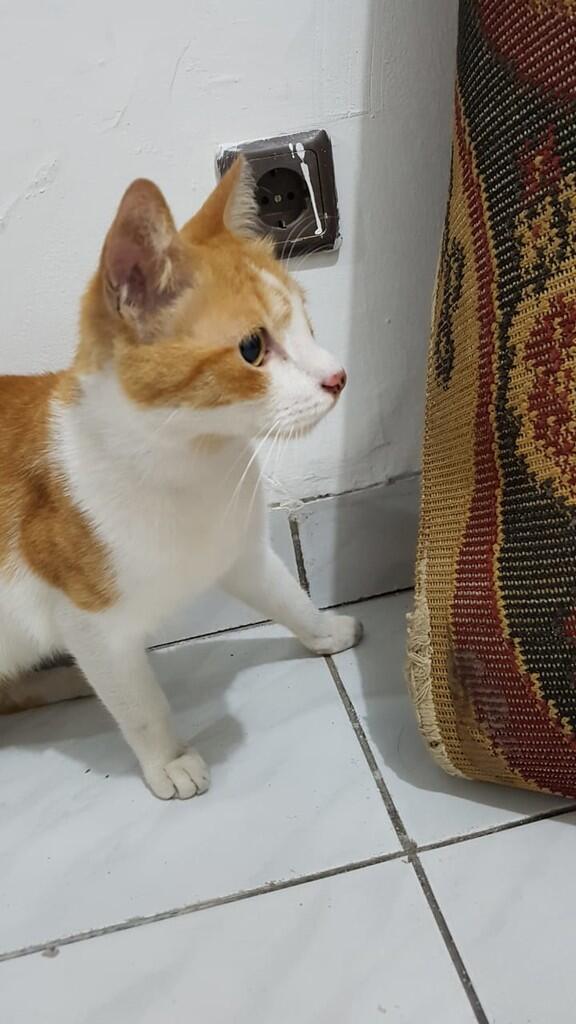 Hibah kucing gratis Bintaro, Tangerang Selatan dan Tebet sekitarnya