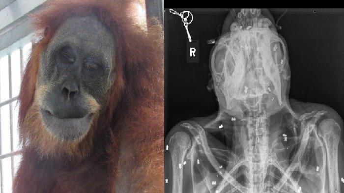 Orang Utan yang Ditembaki 74 Peluru Senapan Angin di Aceh Berangsur Pulih