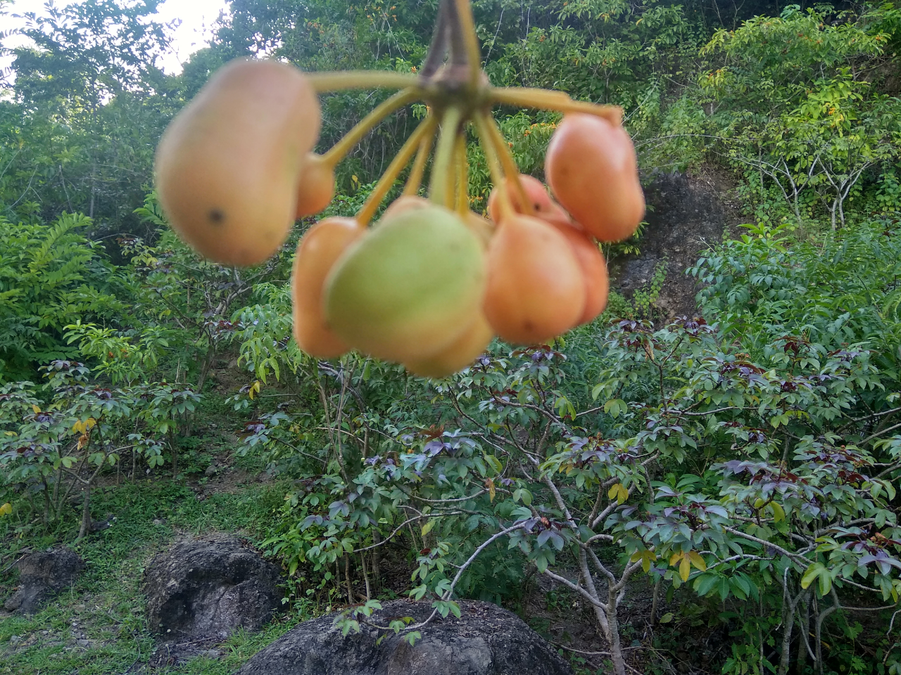Nikmati Sensasi Berburu Buah Liar
