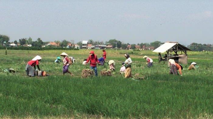 Pataka Politisasi Petani, Bukti Mafia Pangan