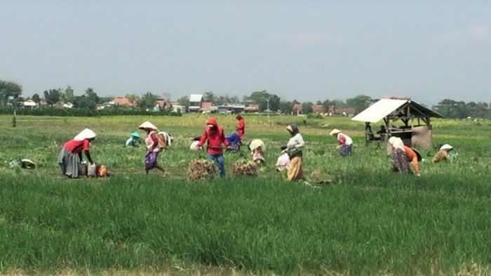 Pataka Politisasi Petani, Bukti Mafia Pangan