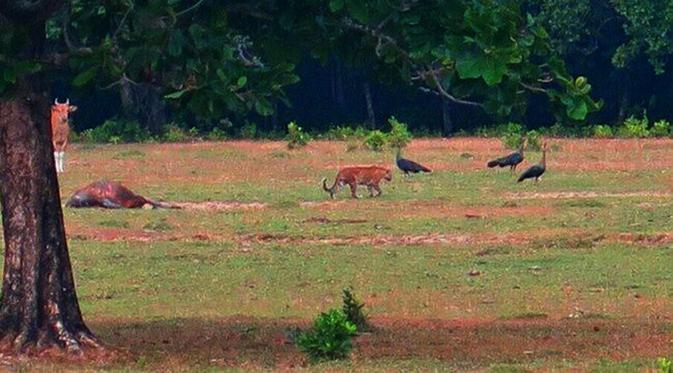 Extinct or Alive Harimau Jawa