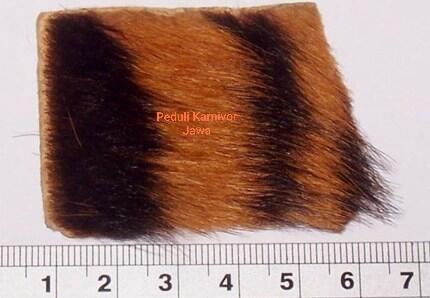 Extinct or Alive Harimau Jawa