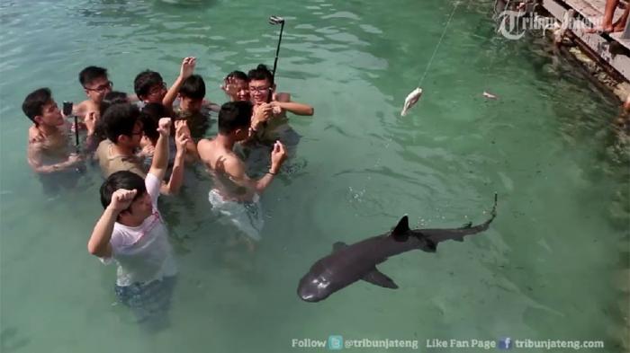 Ratusan Hiu di Penangkaran Karimunjawa Mati, Pemilik Laporkan ke Polda Jateng