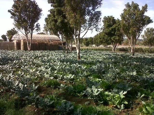 Canggih, Alat Ini Bisa Membuat Kita Berkebun Bisa Di Dalam Ruangan