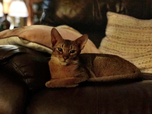 Abyssinian Kucing Keemasan yang Anggun