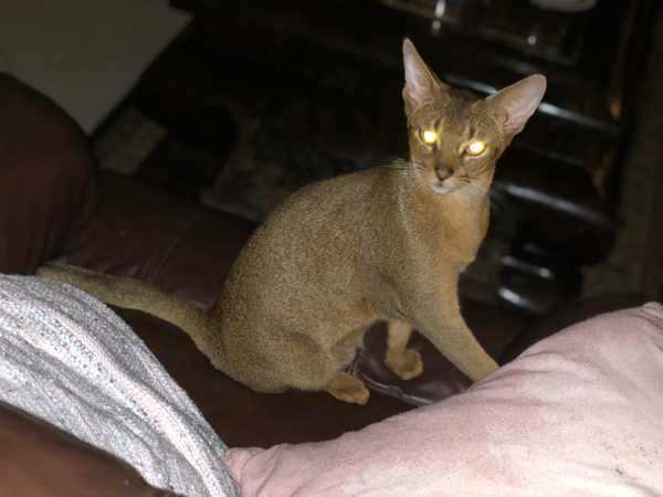 Abyssinian Kucing Keemasan yang Anggun