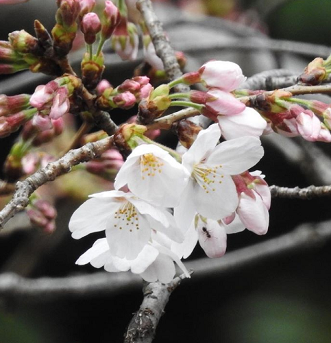 Musim Sakura di Jepang Udah Mulai, Siapa yang Mau ke Jepang?