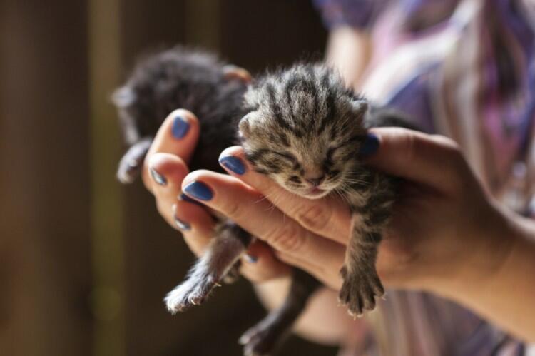 Jangan Sembarangan dengan Anak Kucing yang Ditinggal Induknya. Lakukan Ini Gan!