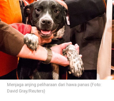 Pak Presiden, Anjing Saja Ada Perlindungannya, Masa Wanitanya Manusia Tanda Tanya Ih!