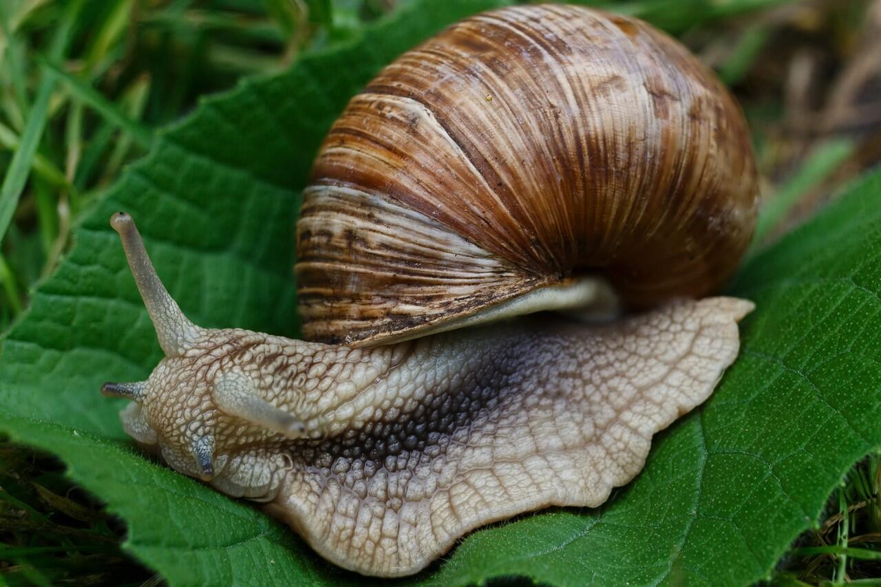 Gambar binatang menggelikan