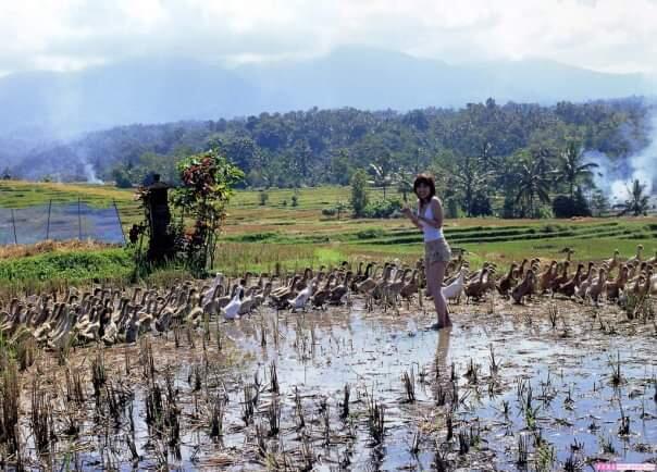 AMMDes Dijual April, Banderol Bisa Rp140 Juta