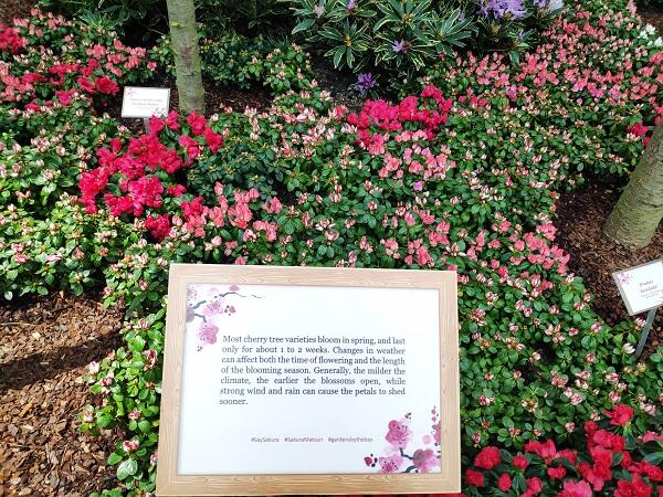 Nggak Perlu Jauh-jauh, Kita Bisa Hanami Sakura di Gardens by The Bay