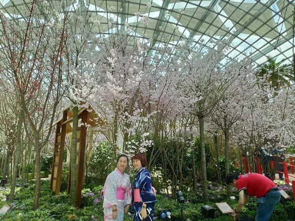 Nggak Perlu Jauh-jauh, Kita Bisa Hanami Sakura di Gardens by The Bay