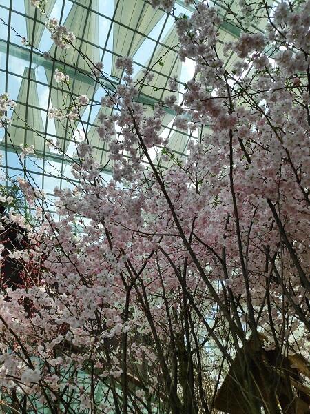 Nggak Perlu Jauh-jauh, Kita Bisa Hanami Sakura di Gardens by The Bay