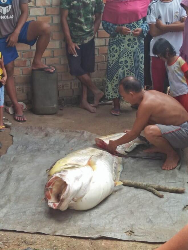 Warga Bajubang Laut Temukan Ikan Tapa Raksasa