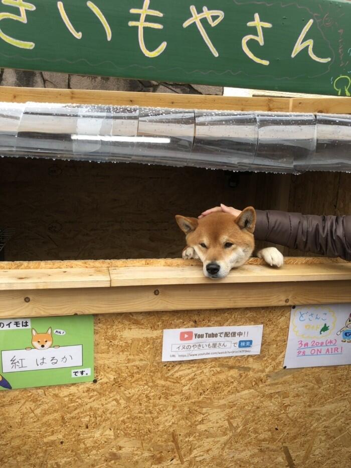 Unik !!! Pelayan Warung Ini Seekor Anjing Loh