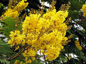 12 Pohon Dengan Bunga Yang Indah, Salah Satunya Dari Indonesia! 