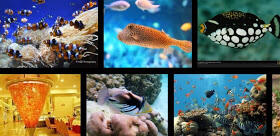 10 ikan terindah didunia