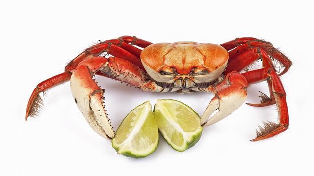 Jangan Suka Marah Marah, akibatnya seperti Kepiting