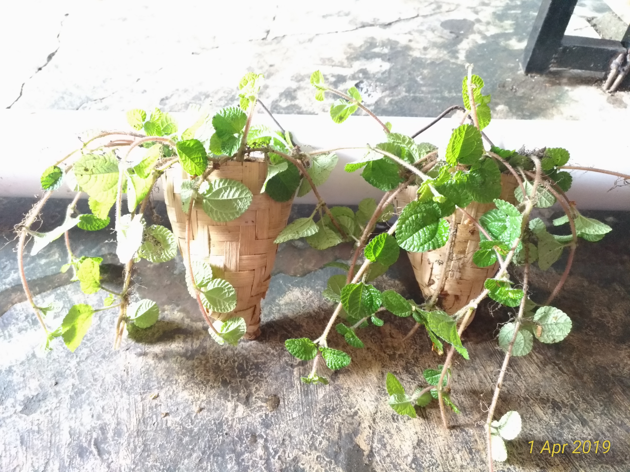 Bikin Pot Bunga Gantung Cantik Dari Besek Bambu Yuk KASKUS