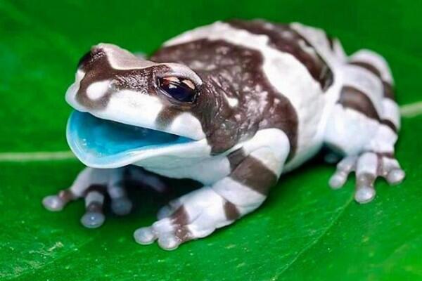 7 Jenis Katak Pohon dengan Warna yang Indah Memukau