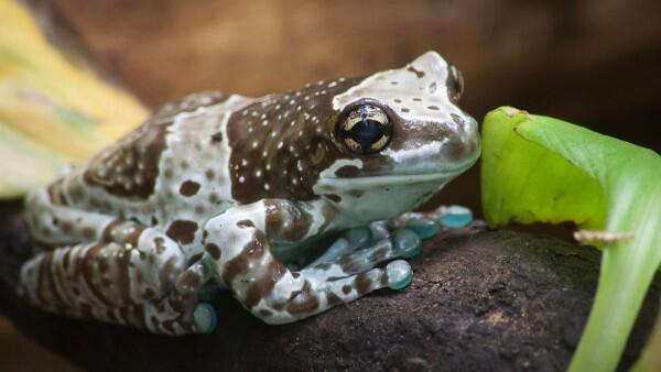 7 Jenis Katak Pohon dengan Warna yang Indah Memukau