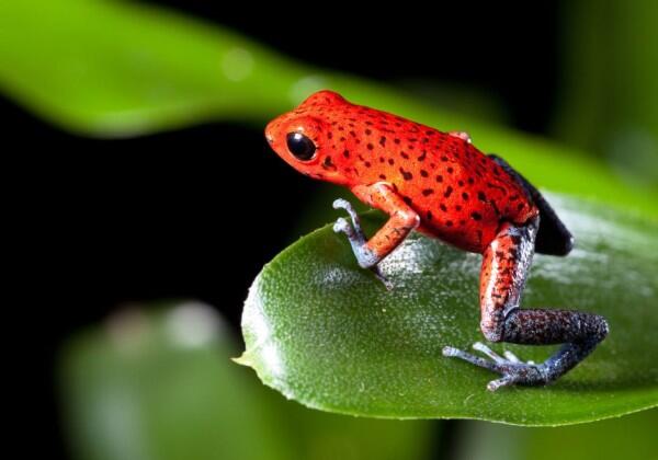 7 Jenis Katak Pohon dengan Warna yang Indah Memukau
