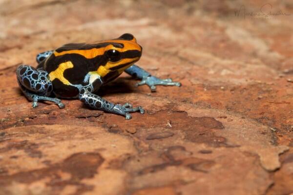 7 Jenis Katak Pohon dengan Warna yang Indah Memukau