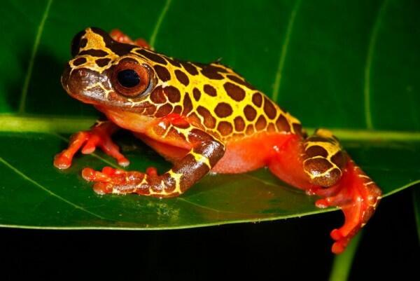 7 Jenis Katak Pohon dengan Warna yang Indah Memukau
