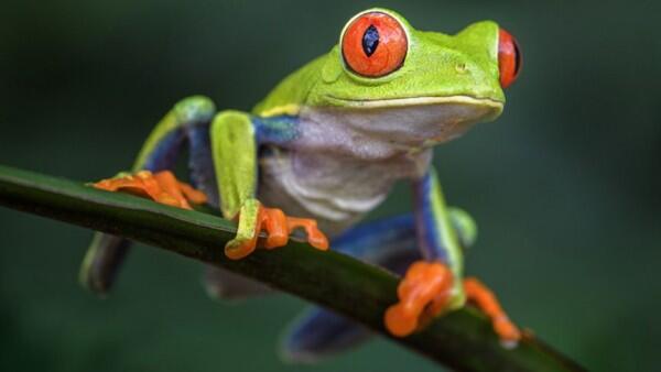 7 Jenis Katak Pohon dengan Warna yang Indah Memukau