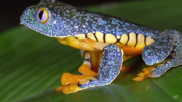 7 Jenis Katak Pohon dengan Warna yang Indah Memukau