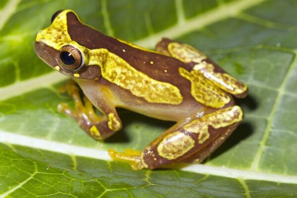7 Jenis Katak Pohon dengan Warna yang Indah Memukau
