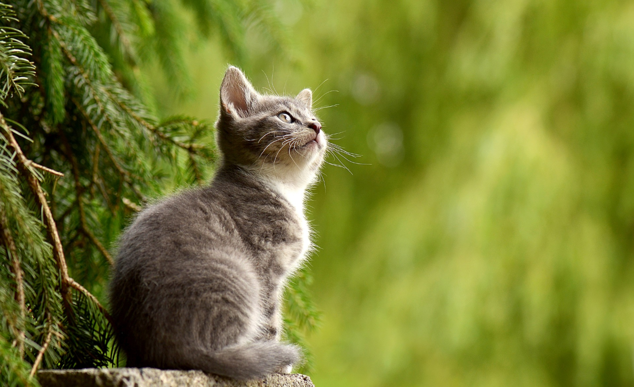 Cat Lovers Masuk! Ini Alasan Kucing Suka Kabur Dari Rumah