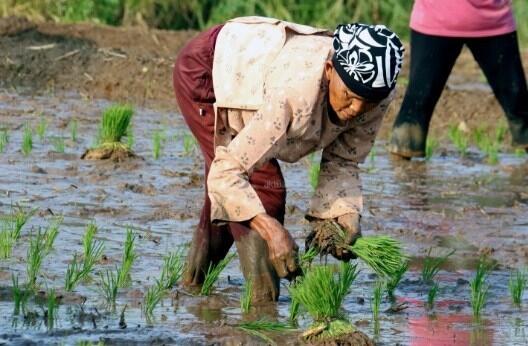 Negara ASEAN Perkuat Tonggak Ketahanan Pangan Lewat Petani Skala Kecil