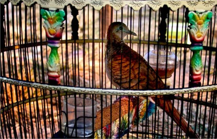 Mitos Burung Perkutut Dalam Tradisi Jawa Kuno