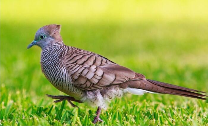 Mitos Burung Perkutut Dalam Tradisi Jawa Kuno