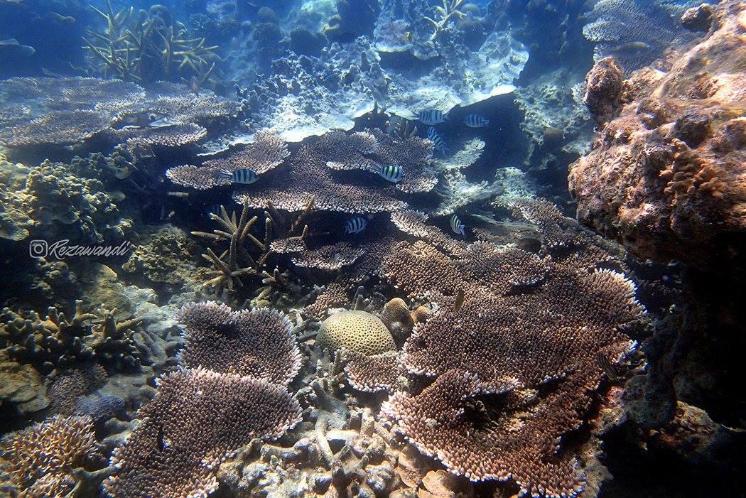 Nenda ke Pulau Kotok, Kep. Seribu | 27-28 April 2019