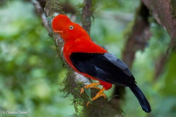 7 Burung Endemik Pegunungan Andes yang Beda dari Lainnya