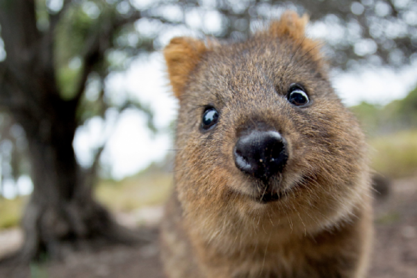 Selain Koala dan Kanguru, Ini 7 Satwa Gemas Khas Australia Lainnya