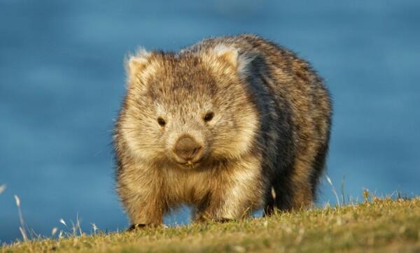 Selain Koala dan Kanguru, Ini 7 Satwa Gemas Khas Australia Lainnya