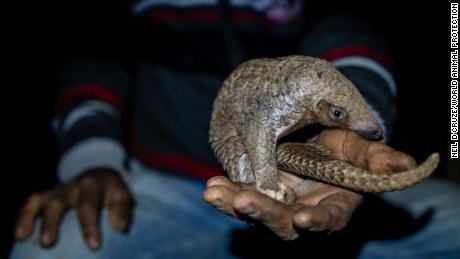 Singapura Gagalkan Operasi Penyelundupan 14 ton sisik Trenggiling (Pangolin).