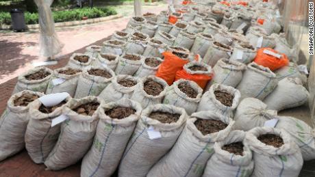 Singapura Gagalkan Operasi Penyelundupan 14 ton sisik Trenggiling (Pangolin).