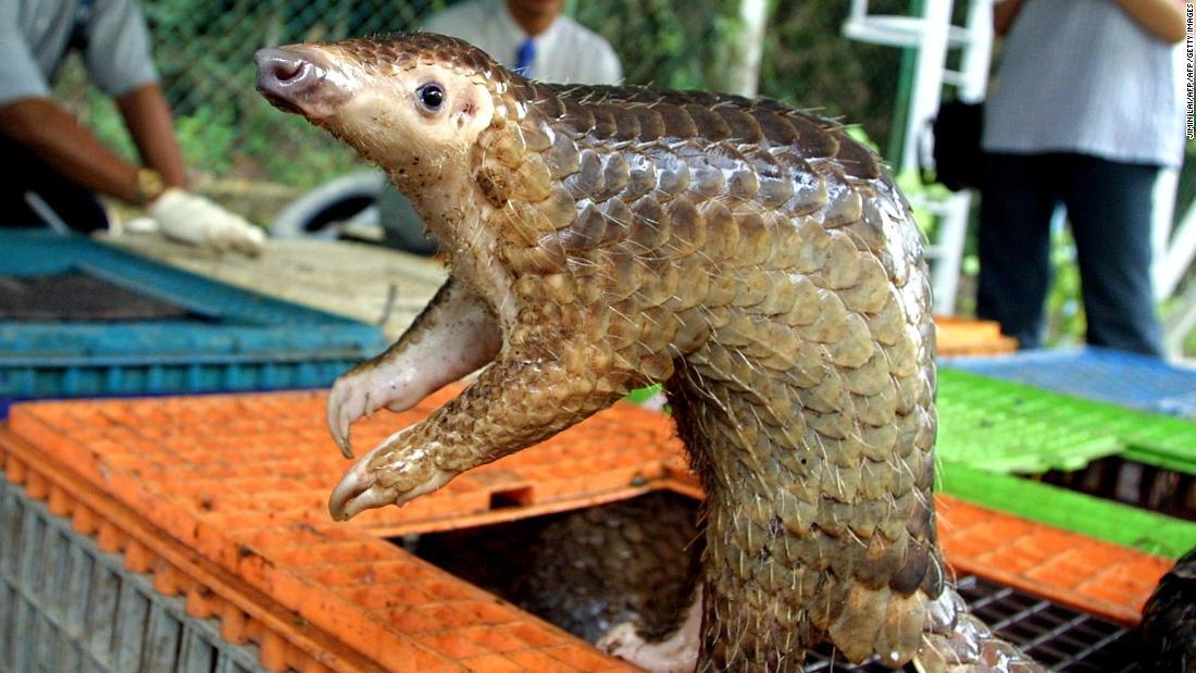 Singapura Gagalkan Operasi Penyelundupan 14 ton sisik Trenggiling (Pangolin).