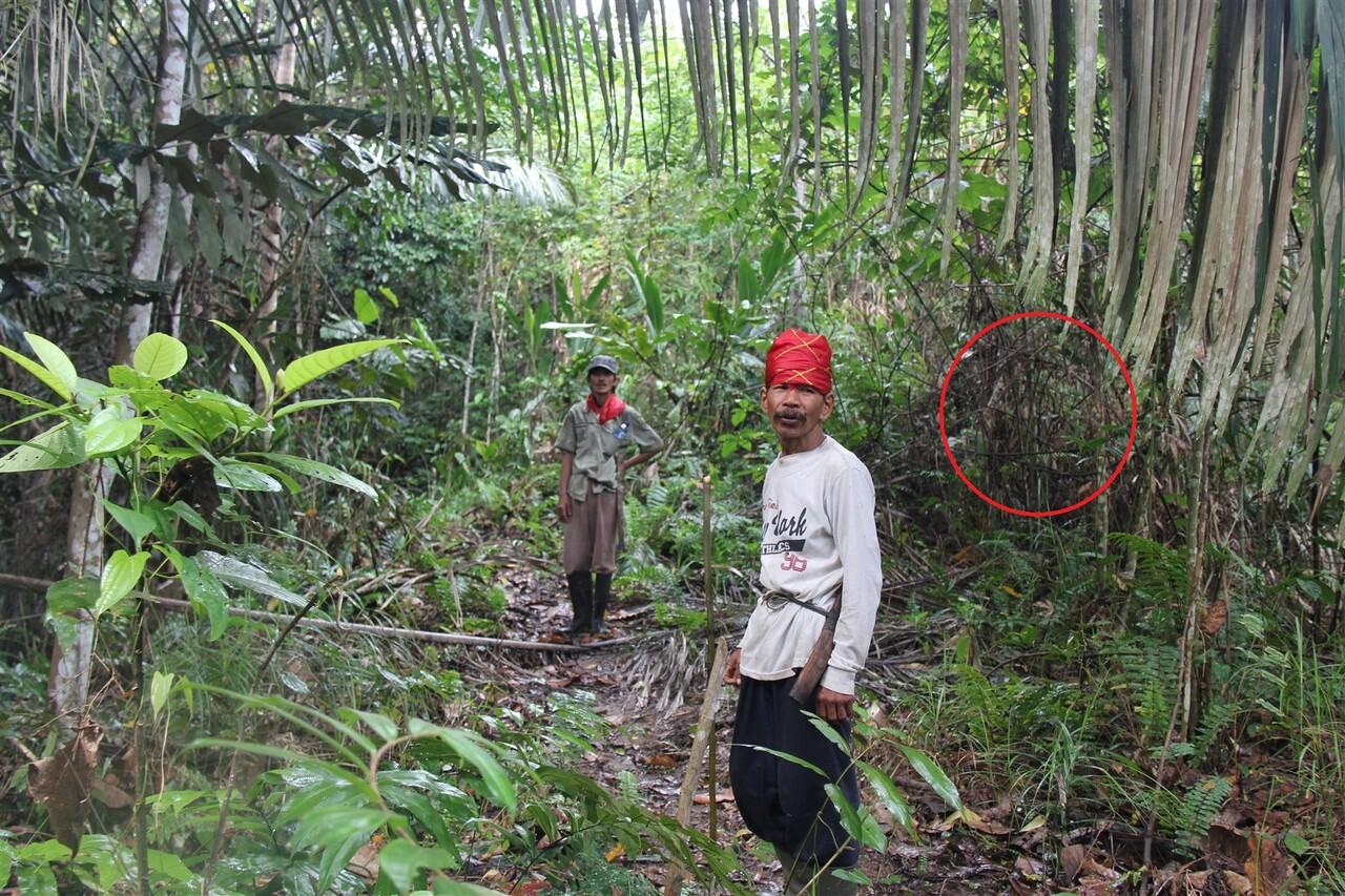 Penampakan di belakang rumah ane gan.. merindink!!!!!! 