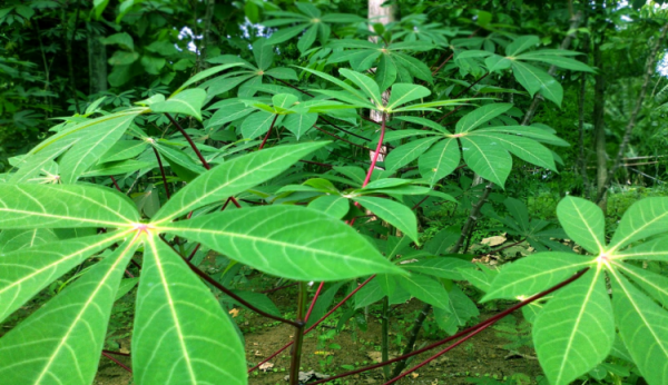 7 Manfaat Daun Singkong untuk Kesehatan Kita, Belum Banyak yang Tahu