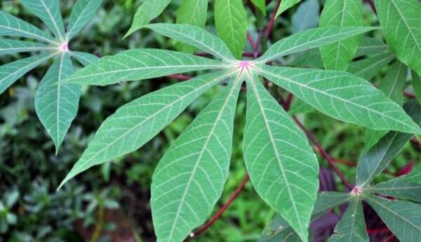 7 Manfaat Daun Singkong untuk Kesehatan Kita, Belum Banyak yang Tahu