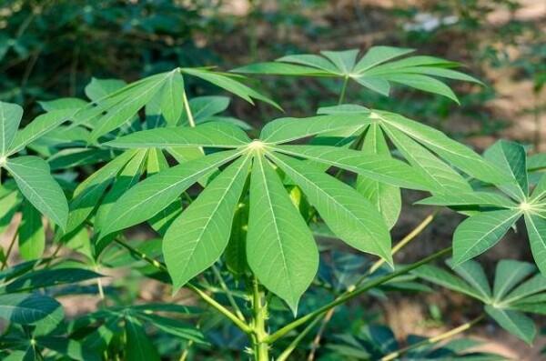 7 Manfaat Daun Singkong untuk Kesehatan Kita, Belum Banyak yang Tahu