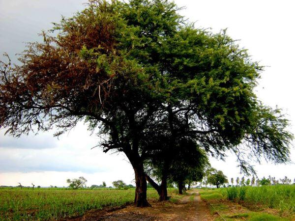 10 Pohon yang Dipercaya Sebagai Tempat Tinggal Makhluk Halus