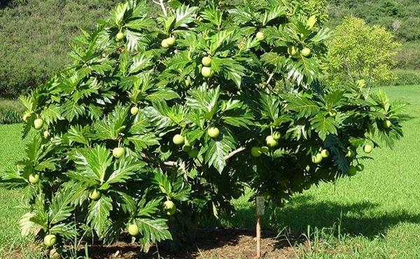 10 Pohon yang Dipercaya Sebagai Tempat Tinggal Makhluk Halus